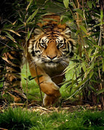 Tiger stalking in bamboo forest cross stitch kit for beginners