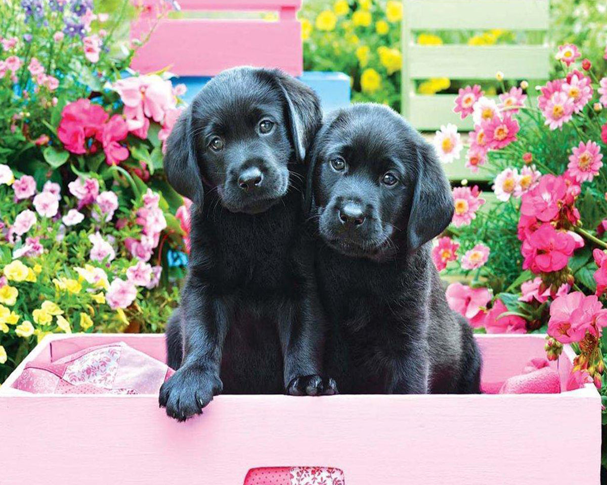Two black labrador puppies in pink box cross stitch kit for beginners