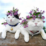 Two cats with flower crowns cross stitch kit for beginners