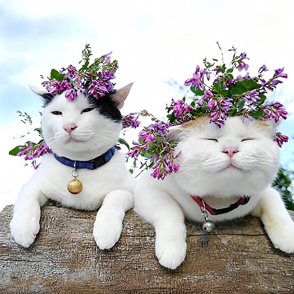 Two cats with flower crowns cross stitch kit for beginners