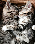 Two cuddling tabby kittens cross stitch kit for beginners