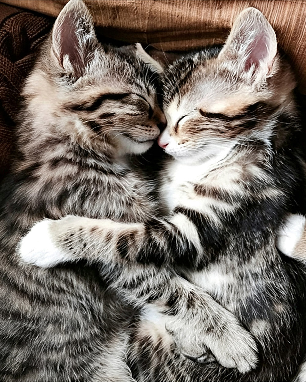 Two cuddling tabby kittens paint by numbers kit for beginners