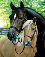 Two horses in bridles paint by numbers kit for beginners
