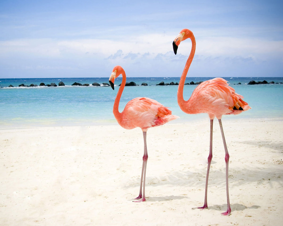 Two pink flamingos on tropical beach cross stitch kit for beginners