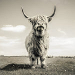 Vintage monochrome highland cow paint by numbers kit for beginners