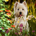 Westie dog in a wildflower garden cross stitch kit for beginners