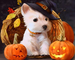 Westie with witch hat and pumpkins cross stitch kit for beginners