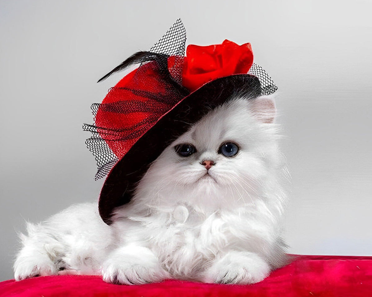 White persian kitten in red hat cross stitch kit for beginners