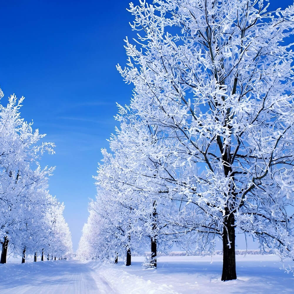 Winter frosted tree avenue cross stitch kit for beginners