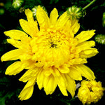 Yellow chrysanthemum with dew drops cross stitch kit for beginners