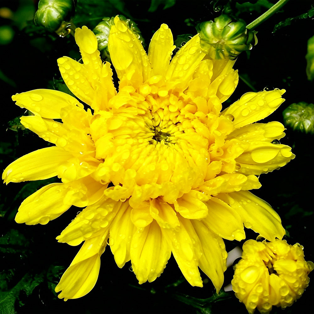Yellow chrysanthemum with dew drops cross stitch kit for beginners