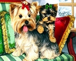 Yorkshire terriers with bows paint by numbers kit for beginners